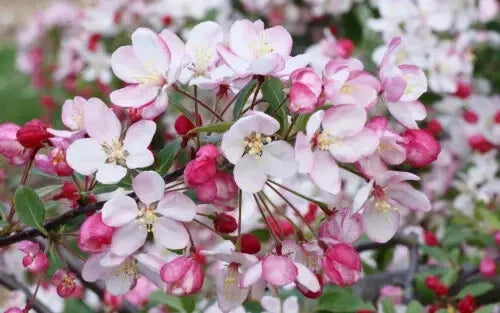 Malus floribunda Crabapple Seeds – 25+ Seeds for Garden Planting, USA Grown, Perfect for Landscaping