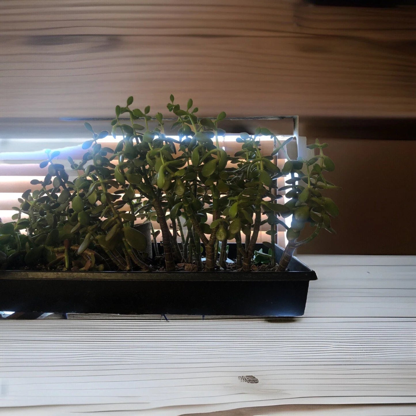 Large Rooted Cutting Jade Plant 12" Tall Crassula ovata, Succulent Indoor Plant, Green Foliage for Home Decor