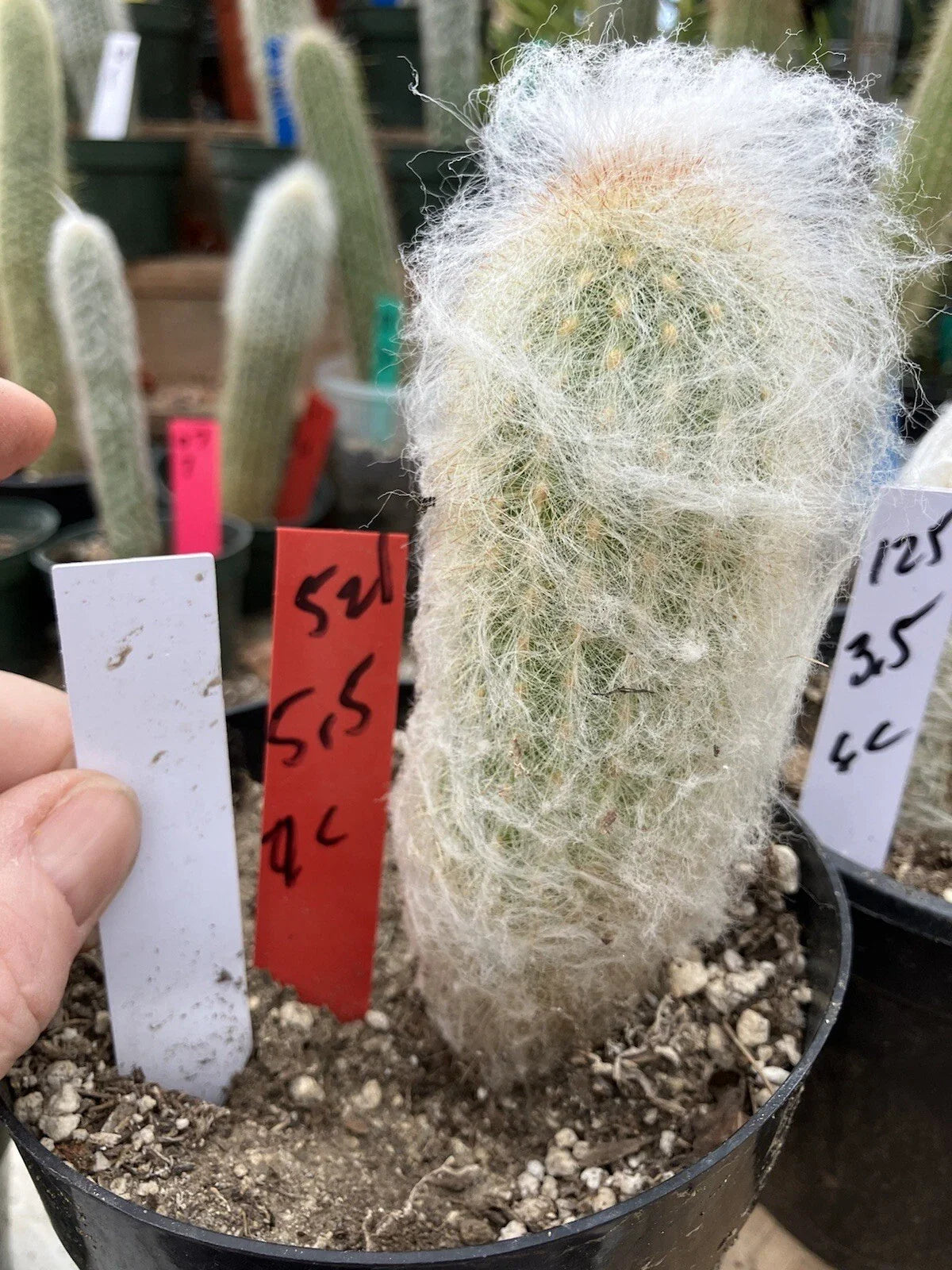 Espostoa lanata Old Man of the Mountain Cactus 5.5" Tall 9" Circumference #521R, Unique Desert Plant for Collectors