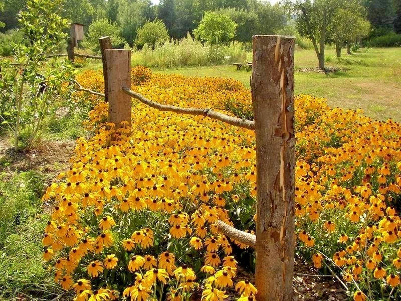 Black Eyed Susan Flower Seeds - 1 oz Perennial Native Wildflower - Drought & Heat Resistant (Rudbeckia hirta)