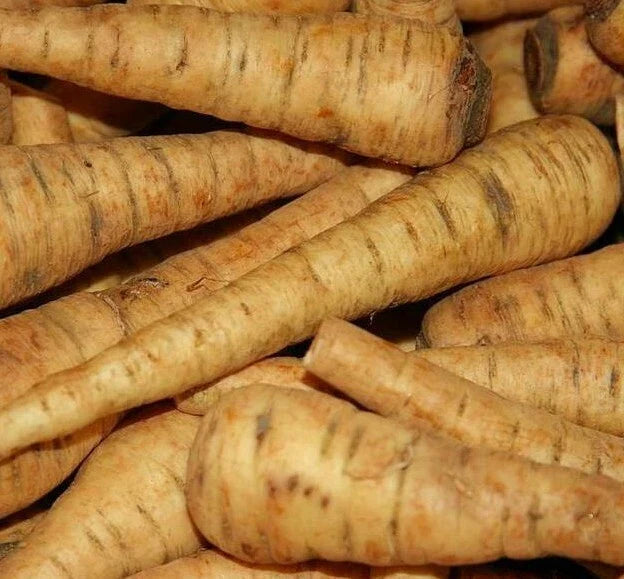 PARSNIP SEEDS 200+ Harris Early Model Vegetable Garden Culinary Seeds