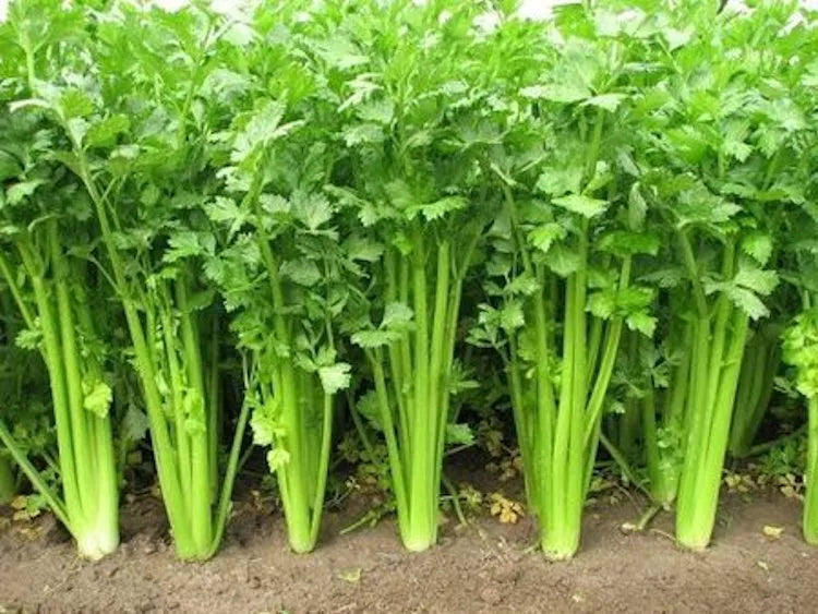 Chinese Celery Seeds - 5000 Non-GMO Heirloom Seeds - Apium graveolens - USA Seller