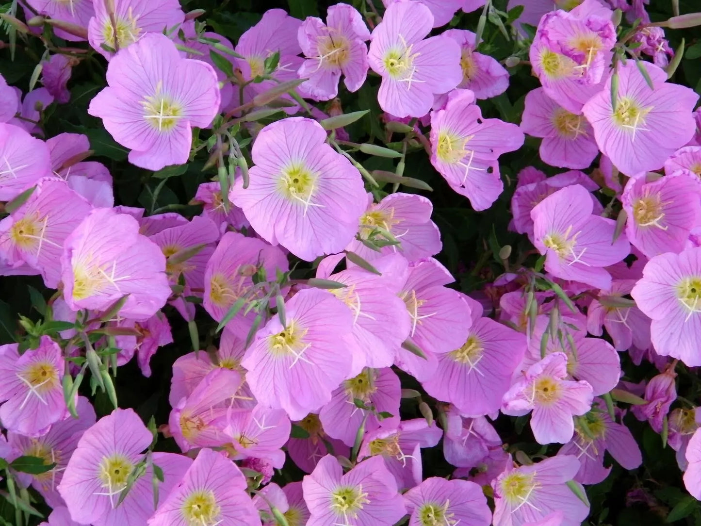 Evening Primrose Seeds - 200+ Fresh Pink Seeds - Oenothera biennis