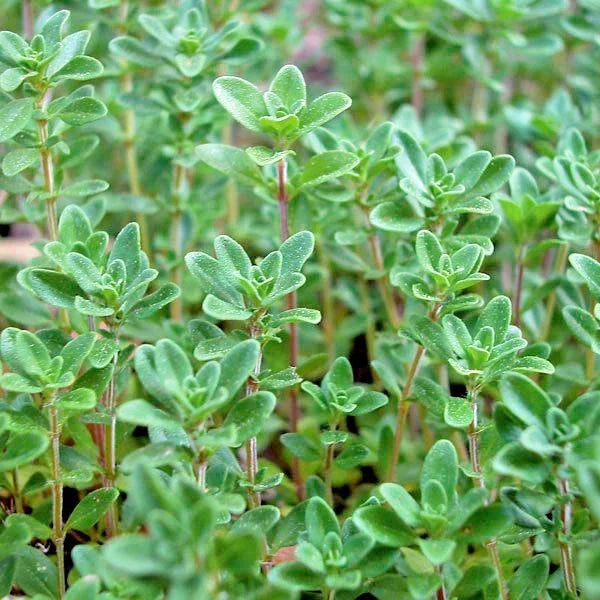 Thyme Seeds 501+ Organic English German Perennial Herb for Garden or Container - Thymus vulgaris