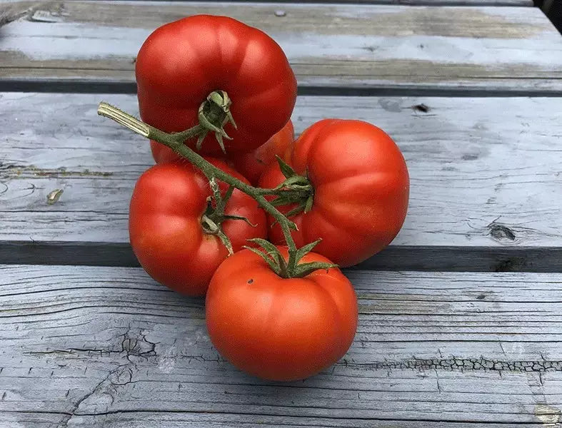 Sub Arctic Plenty Tomato Seeds - Heirloom Organic NON-GMO - 10+ Seeds - Fast Growing 45-50 Days