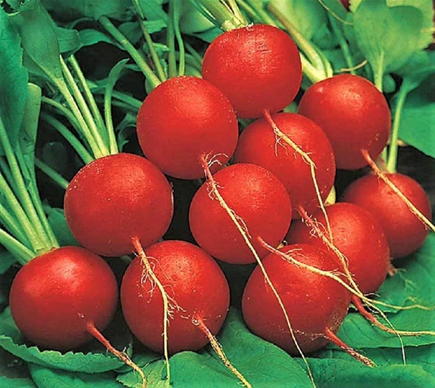 Early Scarlet Globe Radish Seeds 200+ Non-GMO - Raphanus sativus - Perfect for Home Gardens and Vegetable Plots