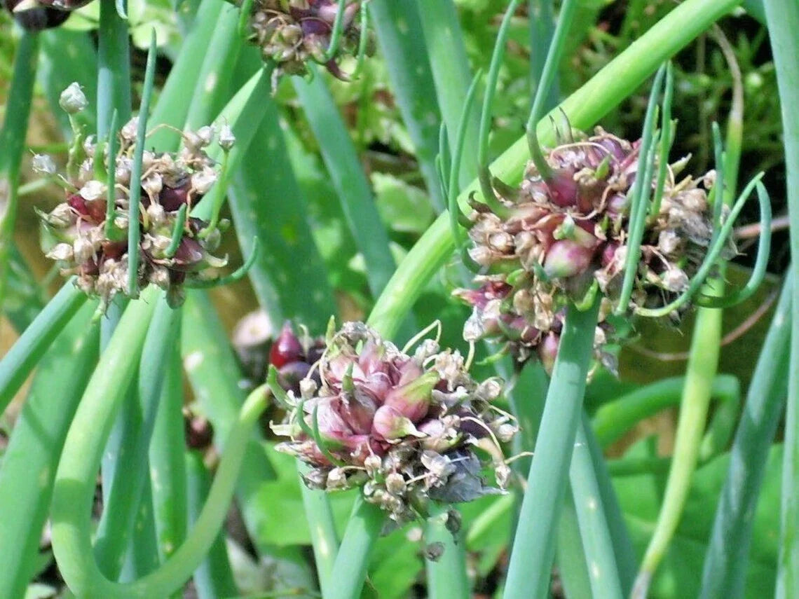 Egyptian Walking Onion Live Starter Plants - Allium x proliferum - Perennial Edible Bulb - Top-Set Onion Variety