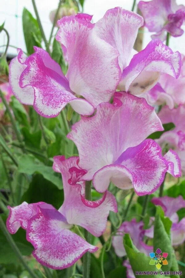 Lady Nicholson Sweet Pea 50 Seeds for Garden Planting - Lathyrus odoratus - USA Grown - Free Shipping