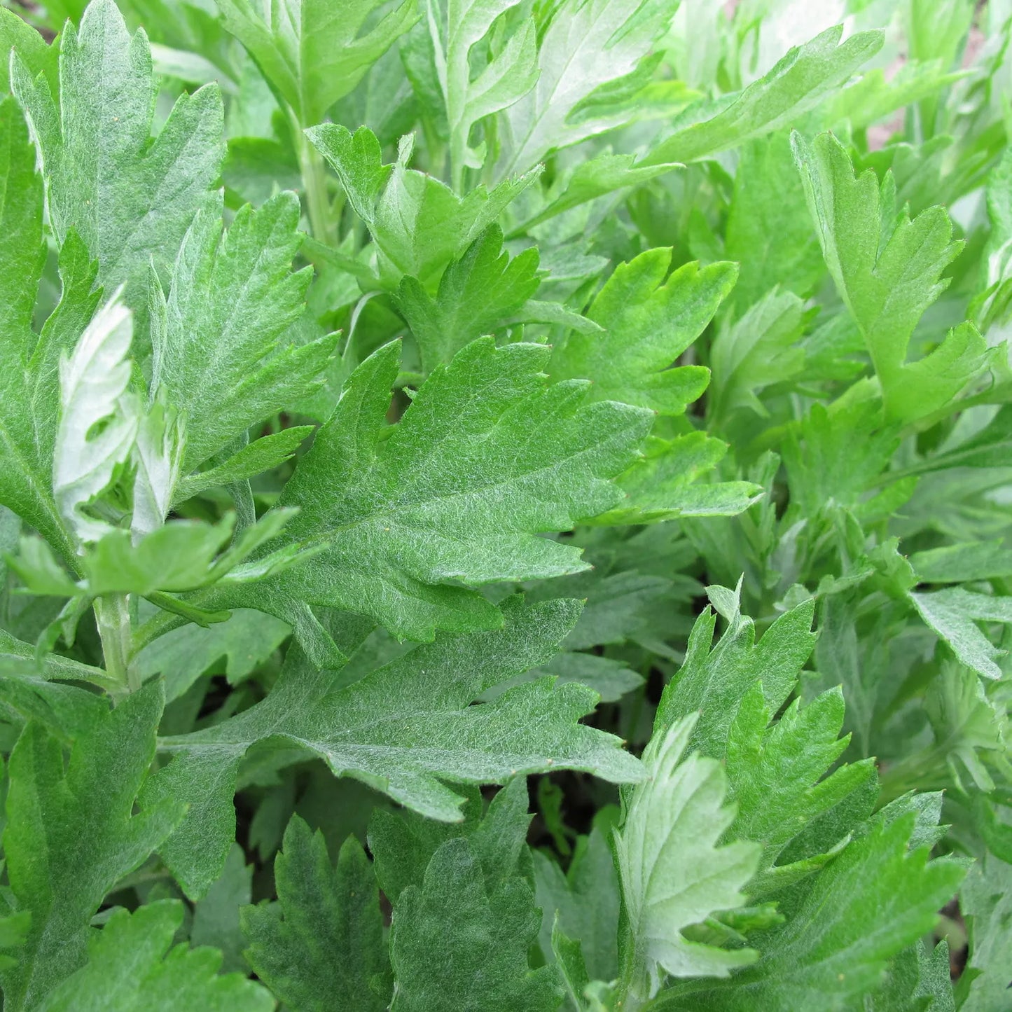 Mugwort Seeds 500+ Heirloom Artemisia Vulgaris Medicinal Herb USA, Free Shipping