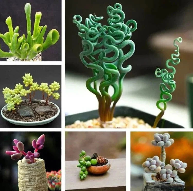 Mixed Succulent Plant Seeds - 50pcs Pack - Assorted Varieties - Ideal for Gardening and Indoor Planting