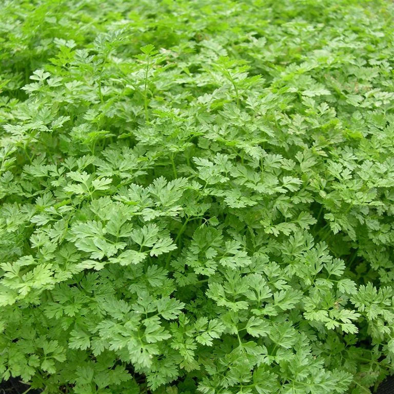 Curled Chervil Seeds - Fresh Herb Seed for Gardening - Anthriscus cerefolium
