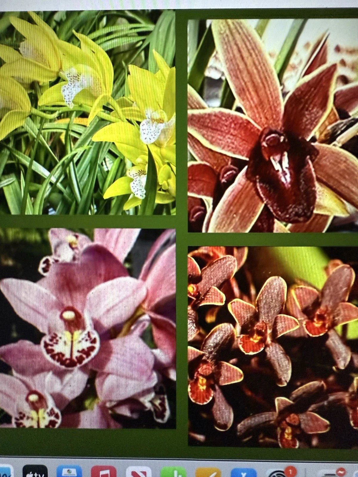 Cymbidium Orchid Seedling - 8 Varieties Available, Bare Root (Your Pick) - Unique Cymbidium Species