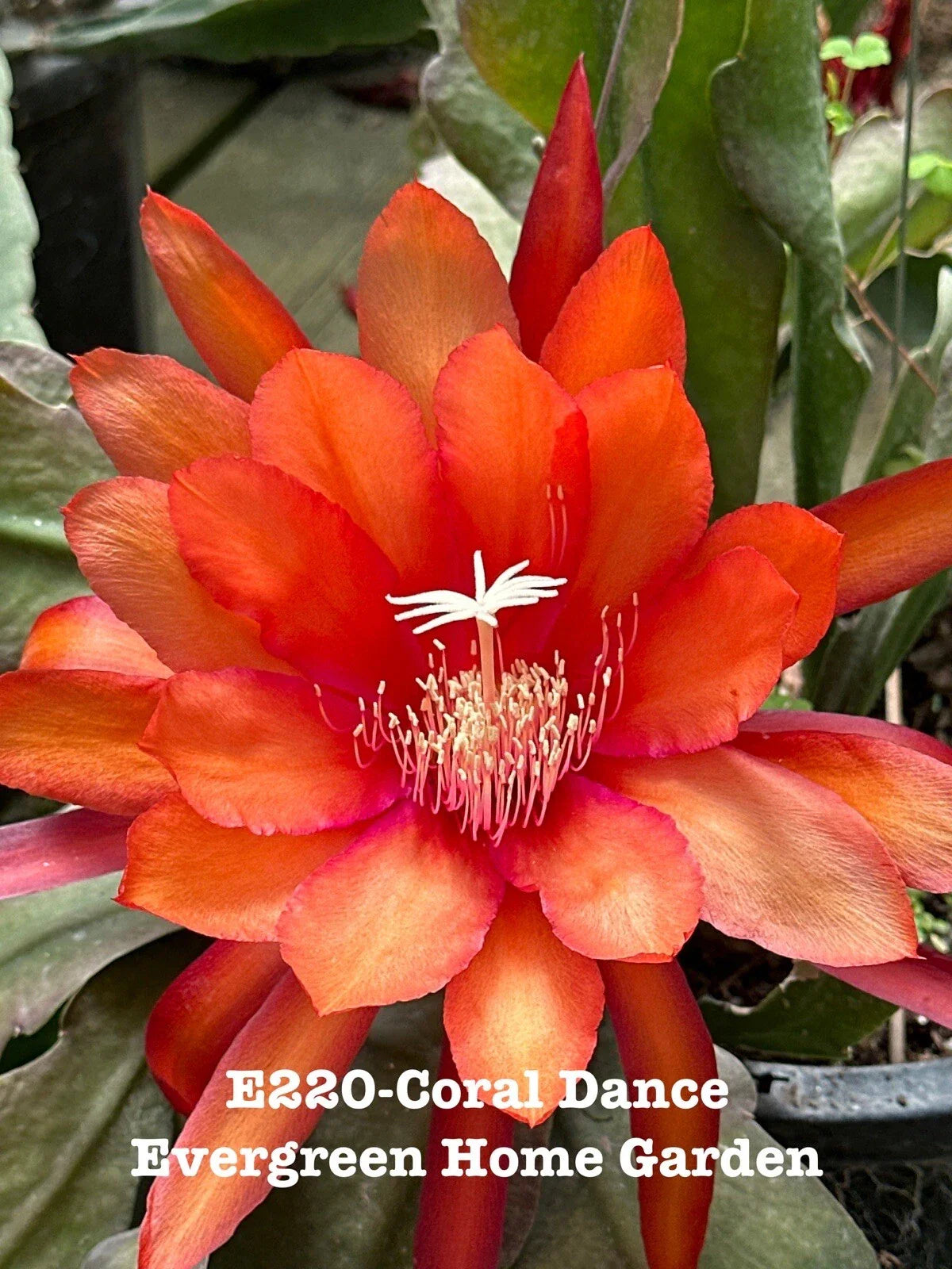 Epiphyllum Orchid Cactus "Coral Dance" in 4" Starter Pot - Rooted Tropical Houseplant (Epiphyllum spp.)