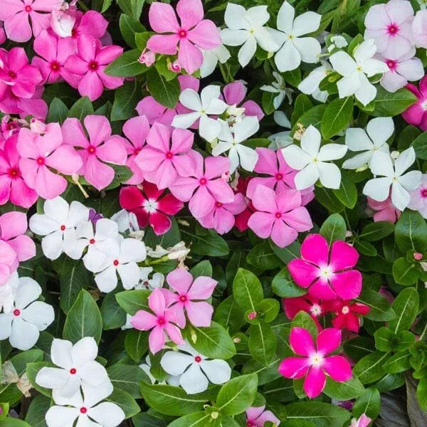 Madagascar Periwinkle Seeds - Mixed Color Flowers - Catharanthus roseus - Garden Planting Seeds