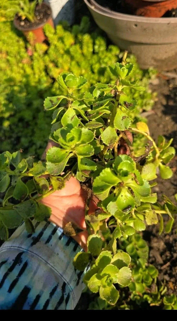Stonecrop Sedum Plants - Dragons Blood Variety - Hardy Succulent Ground Cover - Sedum spurium
