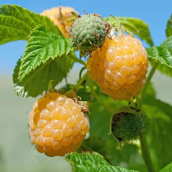 Fall Gold Raspberry Rooted Plant 6-8ft Gold Berries Rubus idaeus Zones 3-8 Ever-Bearing Self-Pollinating Organic