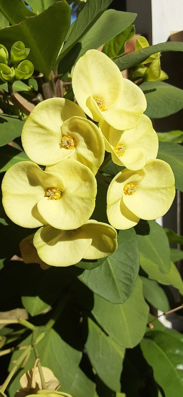 Crown of Thorns Cutting 1 Count Light Yellow Euphorbia milii No Roots