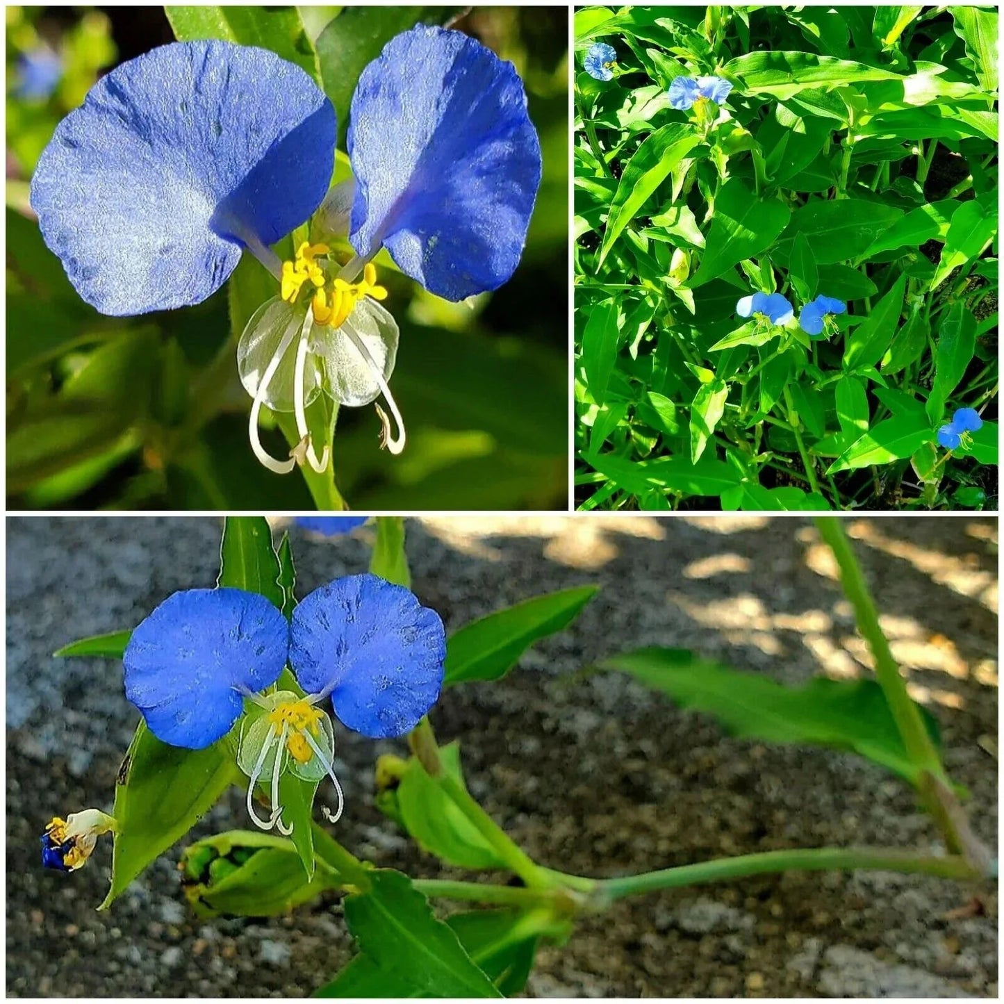 15 Spiderwort Day Lily Plants - Fresh Cuttings, Wandering Jew Blue, Easy to Care for (Tradescantia zebrina)