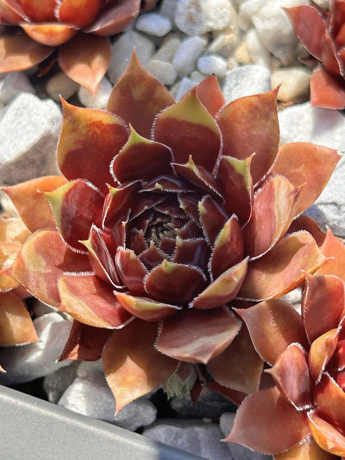 Live Succulent Plant | Sempervivum Coconut Crystal | Drought & Cold Tolerant | Sempervivum