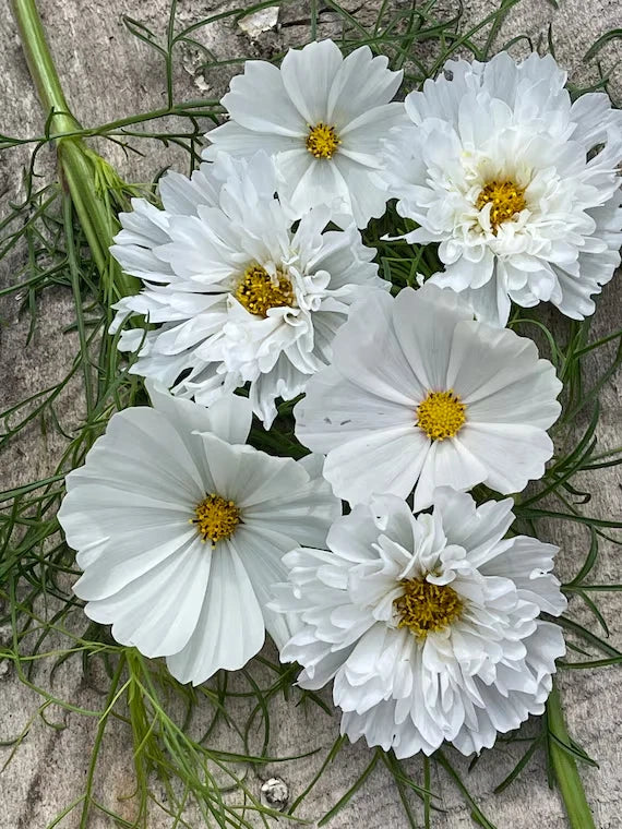 Cosmos Seeds - 200+ White Mix for Garden Planting - Cosmos bipinnatus - USA