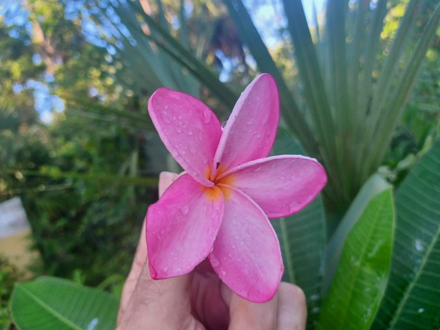 Plumeria Cuttings - Single Tip 8-10" - Colorful Flowering Variety - Plumeria spp.