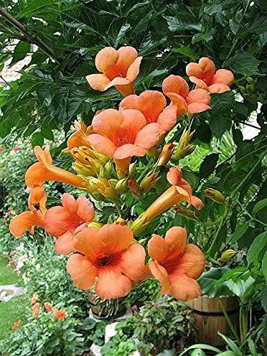 Creeper Vine Seeds - 25 Pack - Orange Hummingbird Trumpet - Campsis radicans
