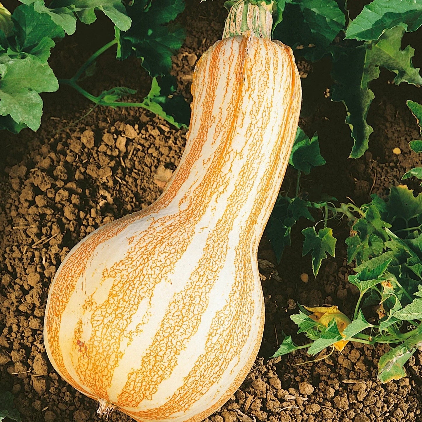 Cushaw Pumpkin Squash Seeds, Heirloom Non-GMO, Orange Striped Variety, Cucurbita mixta, Pack of 10-100 Seeds