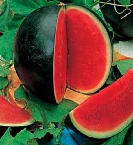 Sugar Baby Watermelon Seeds - Fresh Organic Seeds for Planting - Citrullus lanatus