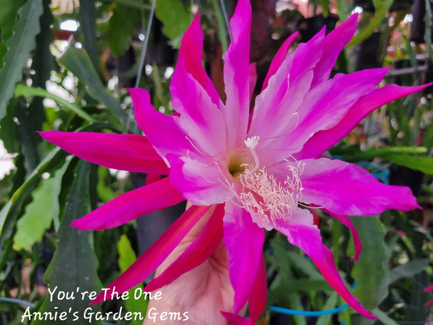 Epiphyllum Unrooted Cuttings - You're The One Variety, 8 to 10 Inches Long - Perfect for Propagation and Indoor Gardening