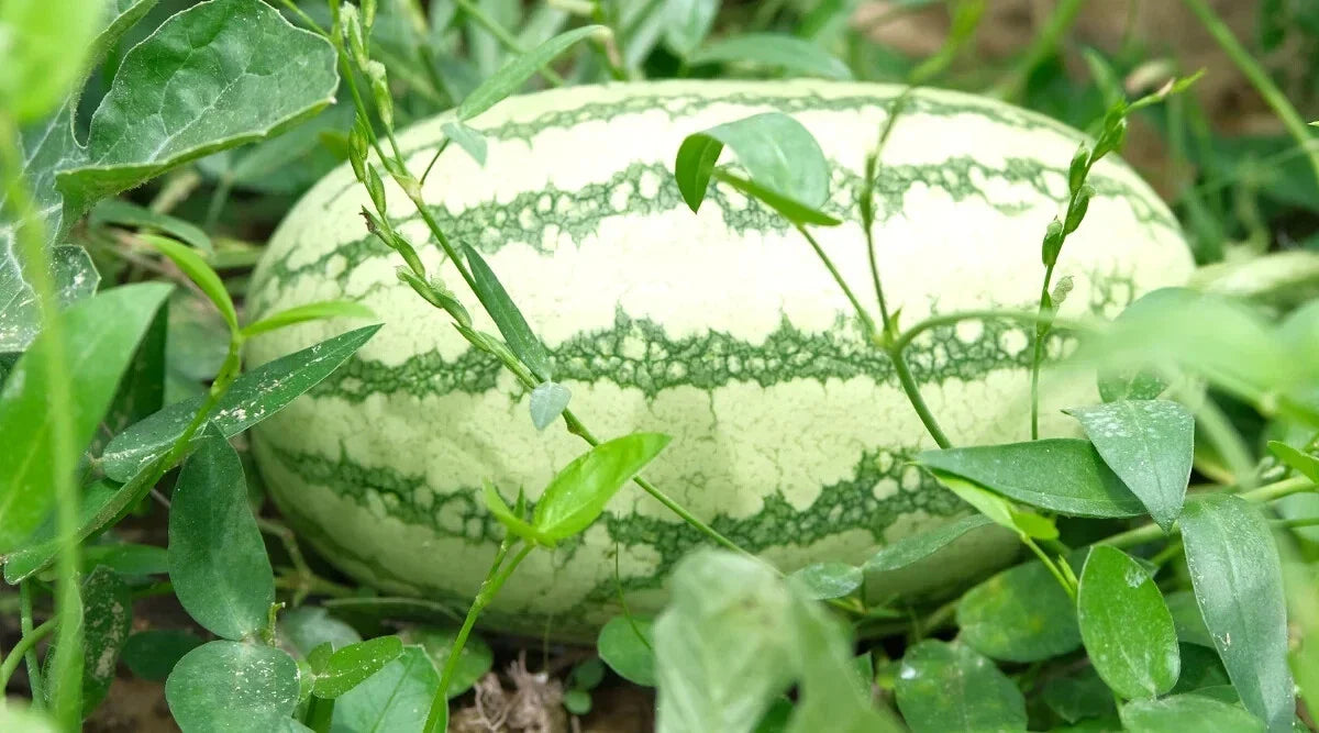 Sweet Beauty Watermelon Seeds - 50+ Pack for Garden Planting - Citrullus lanatus - USA Grown, Non-GMO, Free Shipping