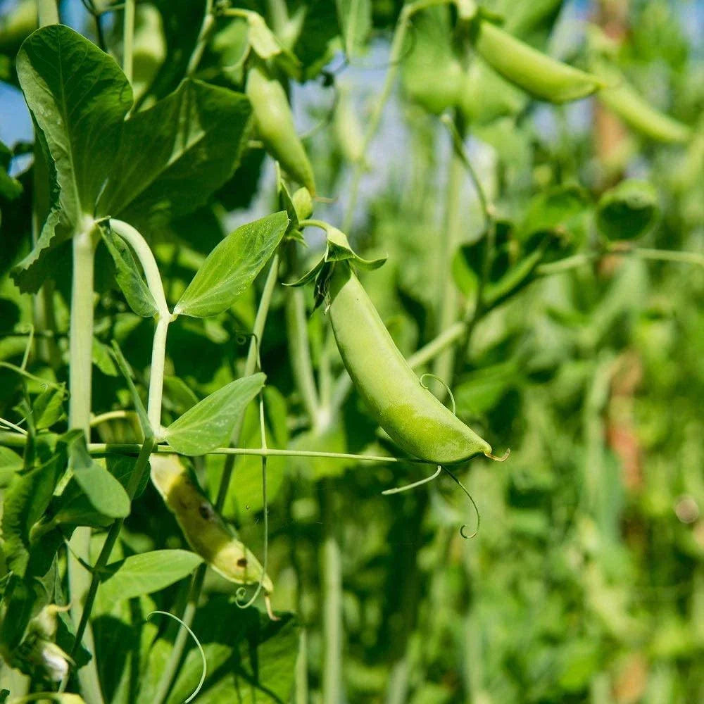 Dundale Pea Sprouting Seeds - Non-GMO 16 Ounce - Pisum sativum