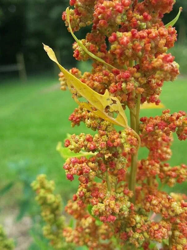 Lambsquarters Seeds for Planting (100 Seeds) - Chenopodium Album, Organic Edible Greens, Heirloom Variety