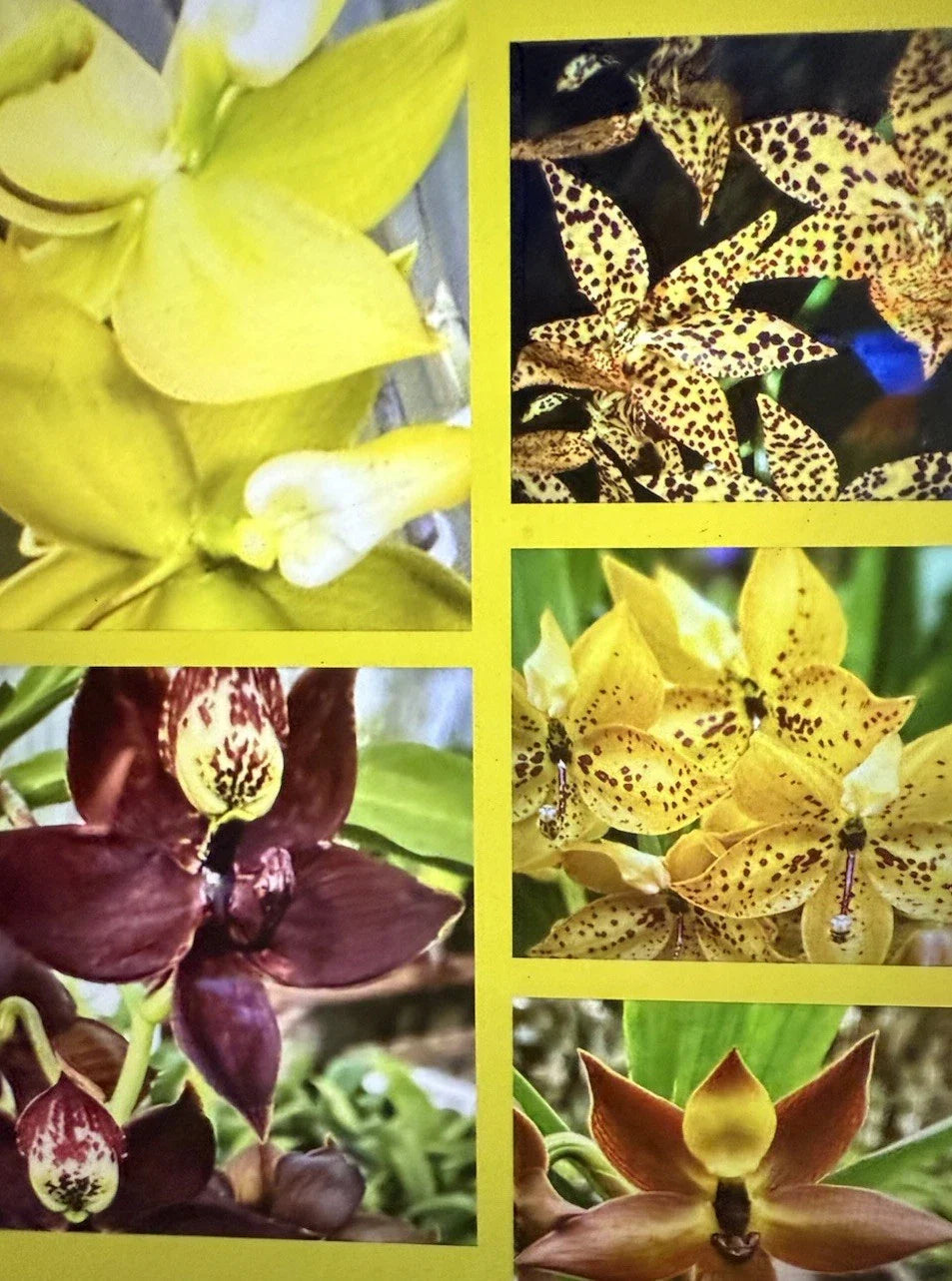 Cyc Orchid Plants - Small Bulb, Bare Root - Custom Variety Selection - Perfect for Home Garden