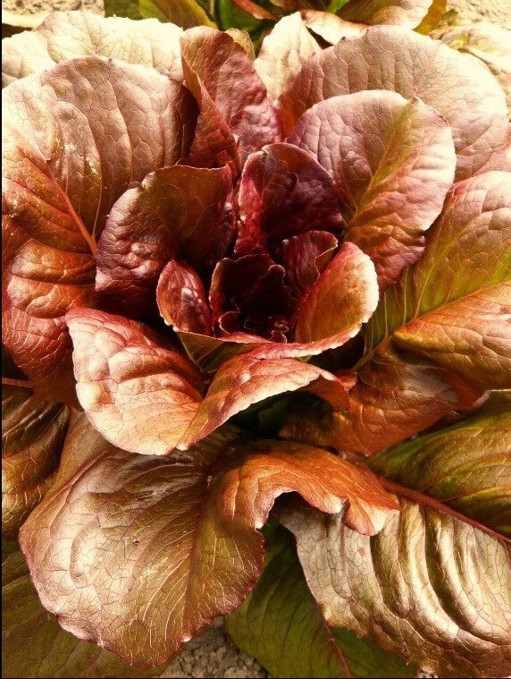 Cimmaron Deep Red Romaine Lettuce Seeds - Bulk Heirloom, Crisp Variety - 500-5000 Seeds, Rare Color