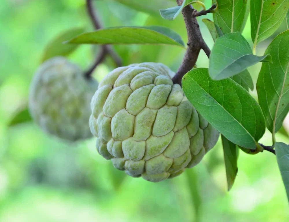 Sugar Apple Tree Seeds - 5 Seeds - Annona squamosa - Ideal for Bonsai Cultivation