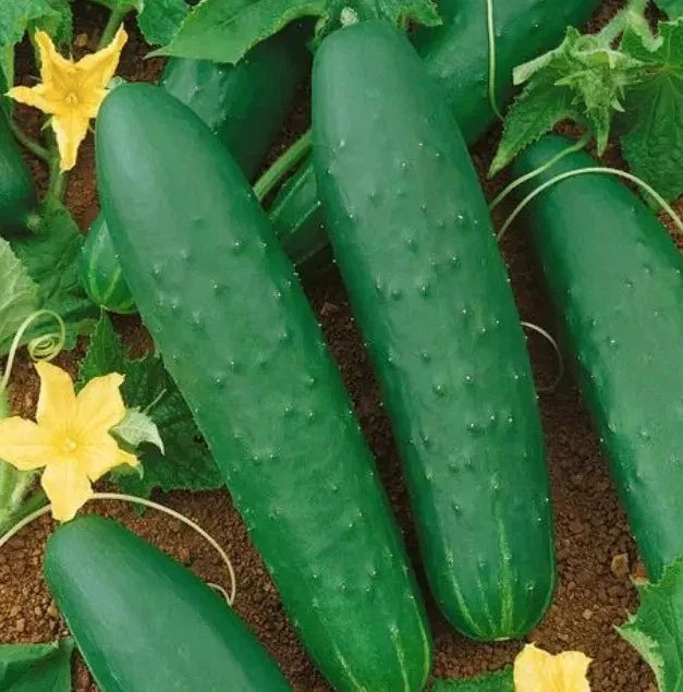 Double Yield Cucumber Seeds - Organic Heirloom Variety - Non-GMO - Fresh Cucumis sativus