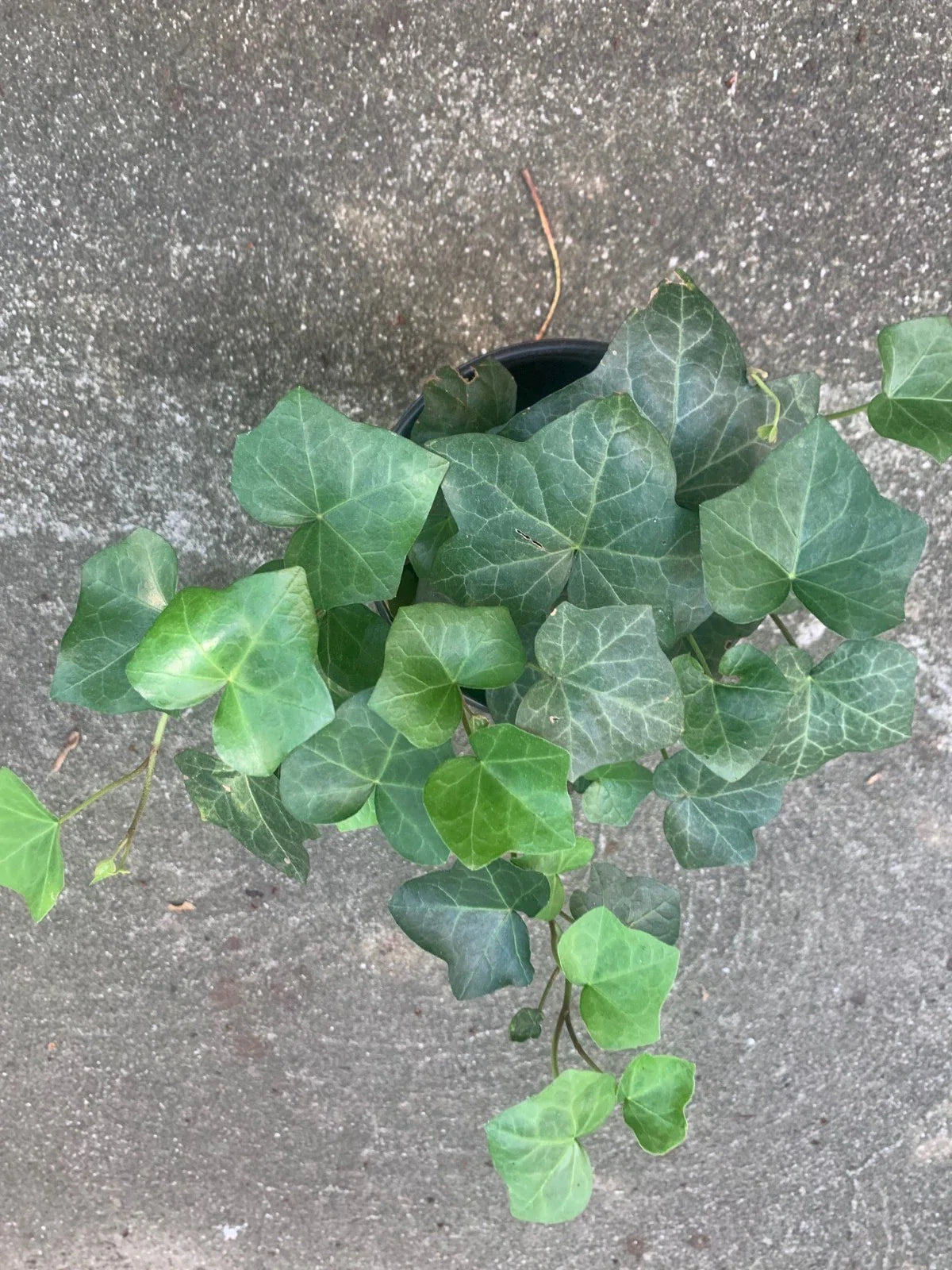 Rooted Air Indoor Plants - English Ivy Green - 6 Inch Pot - Perfect for Outdoor Yard Decor - Hedera helix