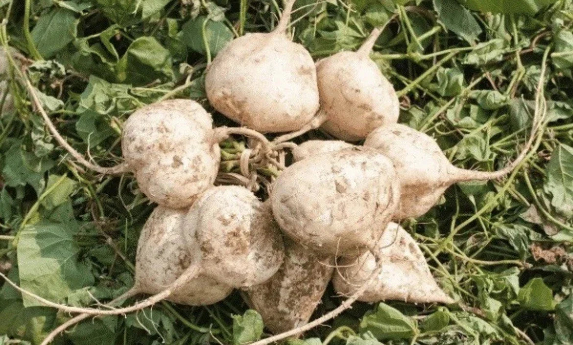 Jicama Seeds for Planting - 300+ Seeds - Singkamas - Pachyrhizus erosus - USA Seller