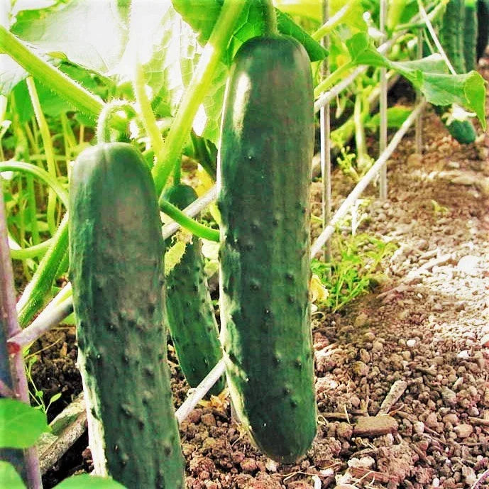 Cucumber Seeds - Marketmore 76 Variety - Dark Green Straight - Cucumis sativus - Ideal for 2025 Planting