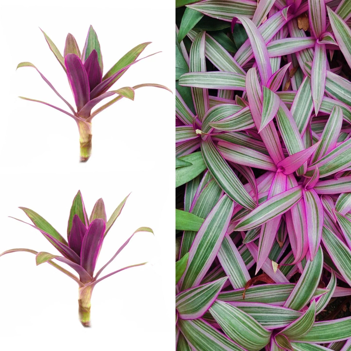 Live Cuttings - Purple Tradescantia Spathacea - Oyster Plant, Moses Cradle - Tropical Houseplant