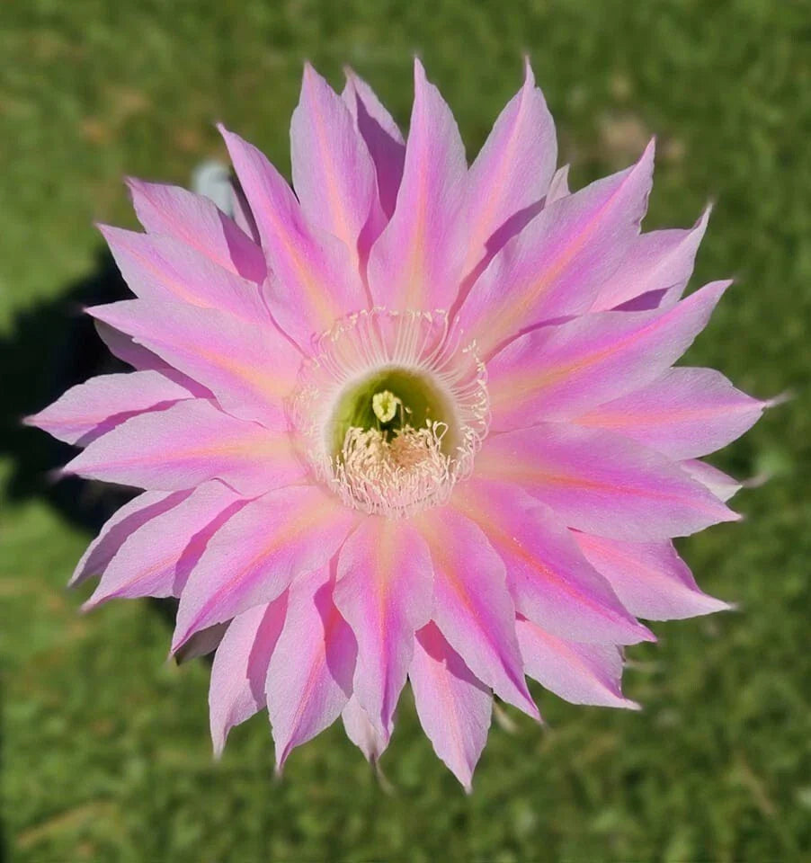 Echinopsis Hybrid Cactus Offset, S3X ON THE BEACH MEX 388-2, Rare Rooted Plant, Unique Succulent
