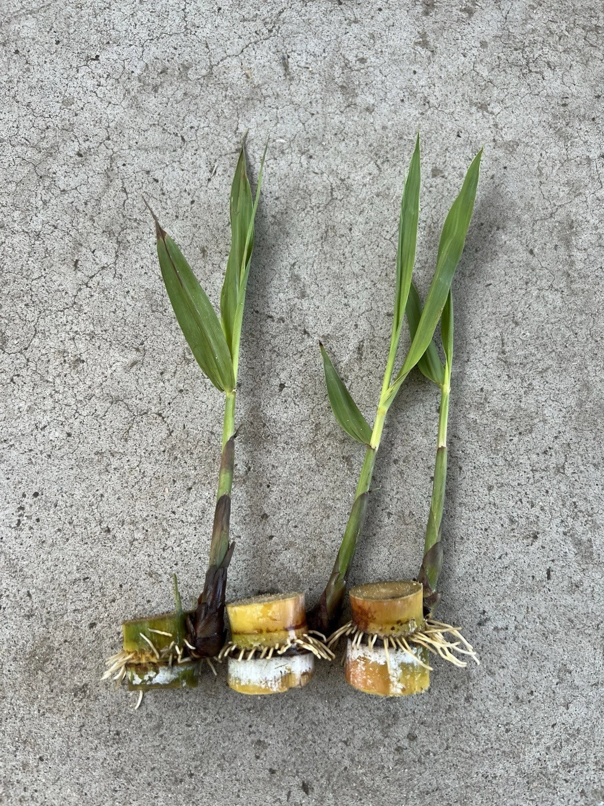 Rooted Sugarcane Cuttings - 3 PCs Sweet Juicy Tropical Plant - Ready to Plant - Saccharum officinarum