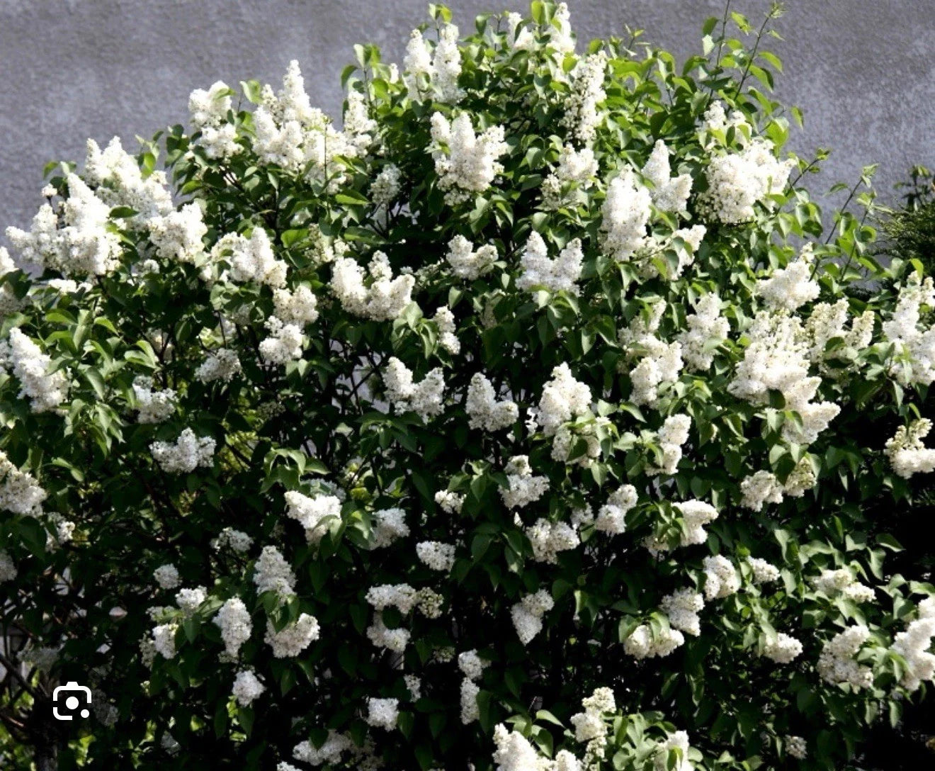 Madame Lemoine Lilac Starter Plant 4-8” Tall Syringa Vulgaris Well Rooted Perennial Shrub for Garden Landscaping