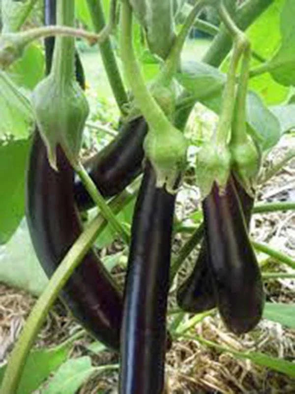 Eggplant Seeds, Heirloom Long Purple Variety, Non-GMO, 50+ Seeds for Garden Planting, Solanum melongena