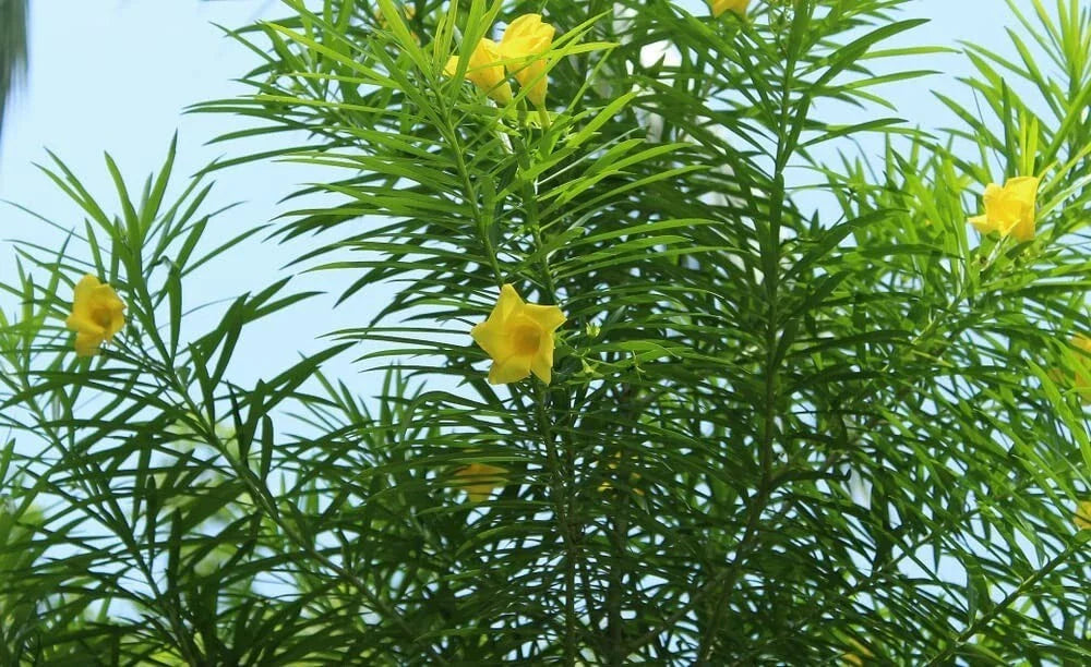 Lucky Nut Bush Seeds - 5 Pack - Thevetia peruviana - Tropical Flowering Plant Seeds for Planting