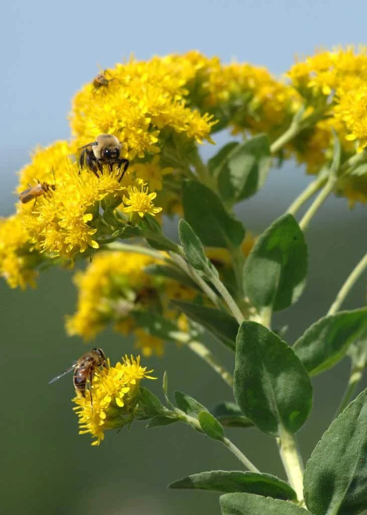 Stiff Goldenrod Seeds - 100+ Heirloom Seeds for Planting - Oligoneuron rigidum - Native Perennial Wildflower