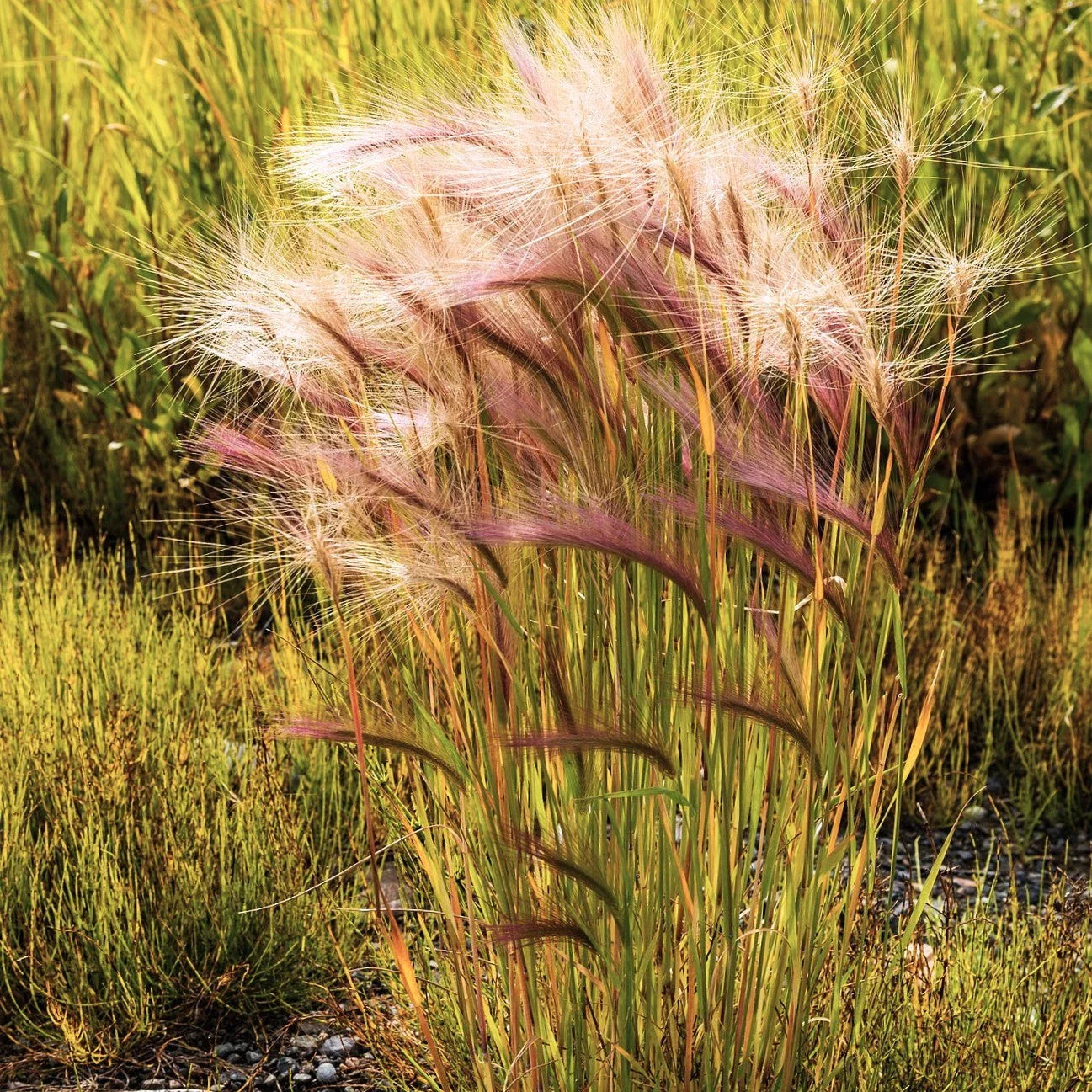 Squirrel Tail Grass Seeds - Foxtail Barley Bobtail - Perfect for 2025 Planting - Native Grass Seeds for Landscapes