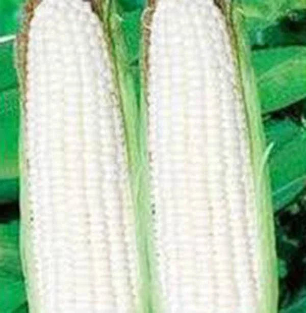 Corn Seeds, 20+ Heirloom Stowell's Evergreen, White Sweet Variety, Zea mays