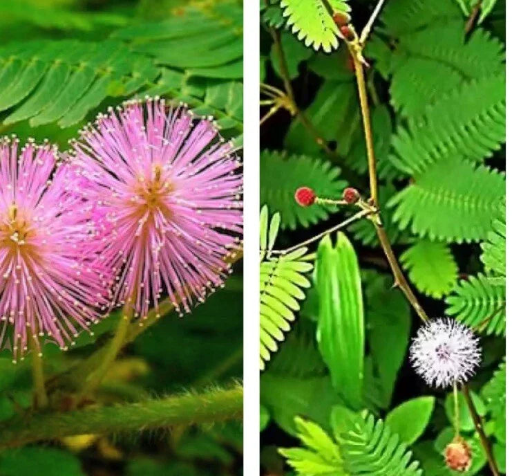 Sensitive Plant Seeds - 30 Seeds, Touch Me Not Mimosa pudica, Makahiya