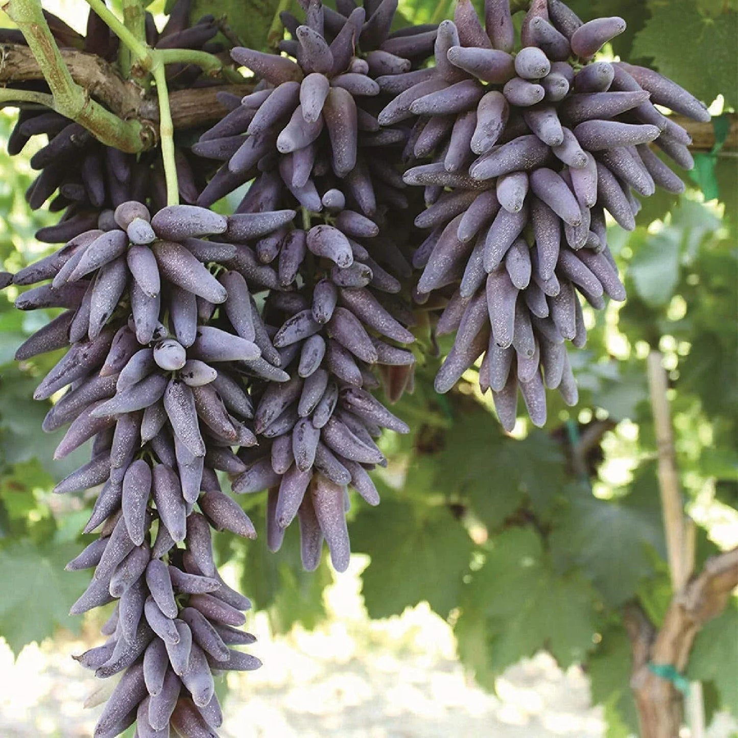 Ladyfinger Seedless Grape Vine Cuttings - 5 Unrooted for Rooting or Grafting - Vitis vinifera